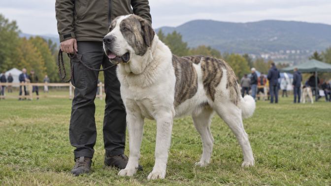 Central Asian Shepherd at an outdoor breed event