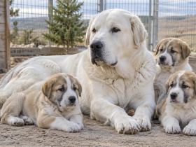 Central Asian Shepherd mother with puppies