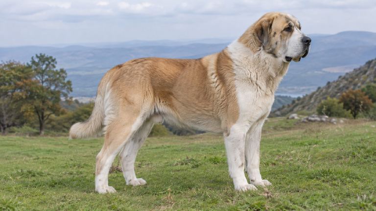Central Asian Shepherd standing in full profile