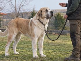 Central Asian Shepherd training with an adult handler