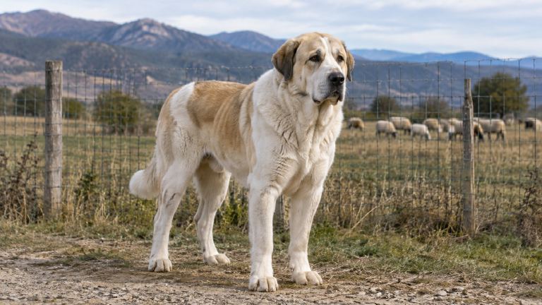 Guardian beside a secure pasture